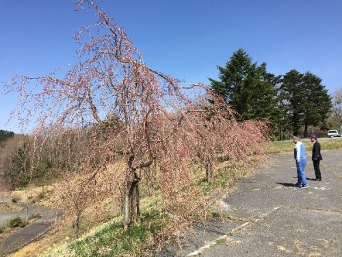 センター施設前の過去に植樹した枝垂桜