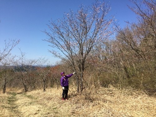 過去植樹分(山の中のもと牧場地)