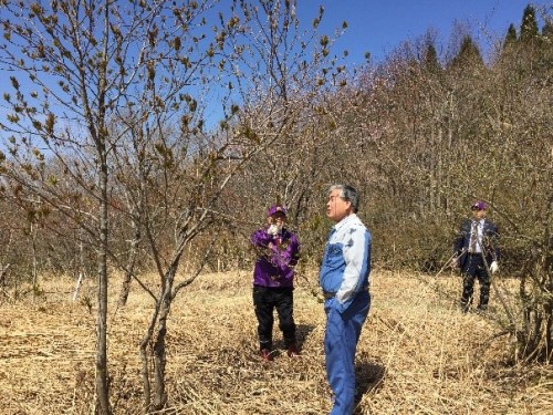 過去植樹分(山の中のもと牧場地)